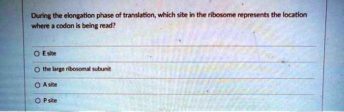 During the elongation phase of translation, which site in the ribosome represents the location where a codon is being read?
E site
the large ribosomal subunit
A site
P site