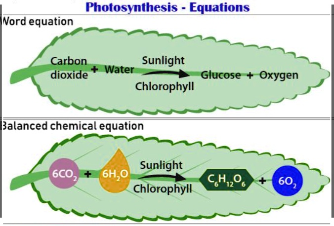Photosynthesis Equations Word Equation Carbon Dioxide