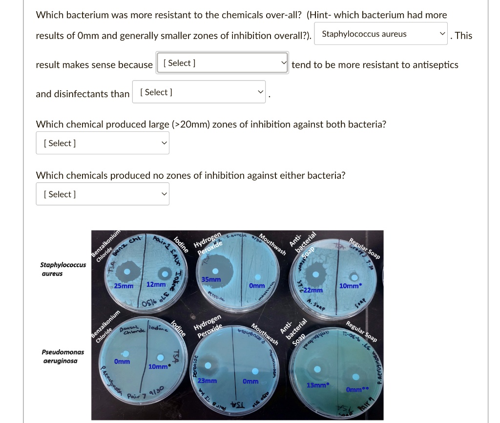 SOLVED drop down options. 1. staphlococcus aureus/ Pseudomonas