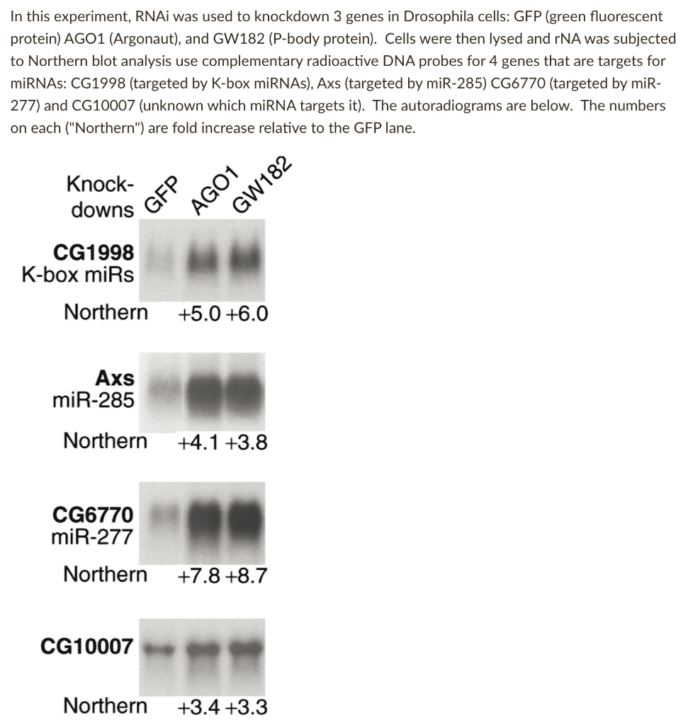 In this experiment, RNAi was used to knockdown 3 genes in Drosophila cells: GFP (green fluorescent protein) AGO1 (Argonaut), and GW182 (P-body protein). Cells were then lysed and RNA was subjected to Northern blot analysis use complementary radioactive DNA probes for 4 genes that are targets for miRNAs: CG1998 (targeted by K-box miRNAs), Axs (targeted by miR-285) CG6770 (targeted by miR-277) and CG10007 (unknown which miRNA targets it). The autoradiograms are below. The numbers on each ("Northern") are fold increase relative to the GFP lane.

Knock-downs
GFP
AGO1
GW182

CG1998
K-box miRs
Northern +5.0 +6.0

Axs
miR-285
Northern +4.1 +3.8

CG6770
miR-277
Northern +7.8 +8.7

CG10007
Northern +3.4 +3.3