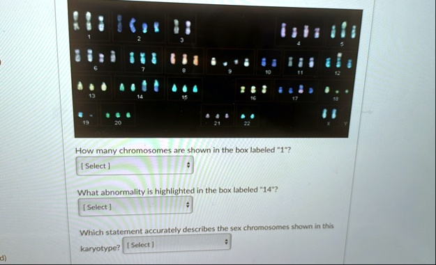 how many chromosomes are shown in the box labeled 1 select what ...