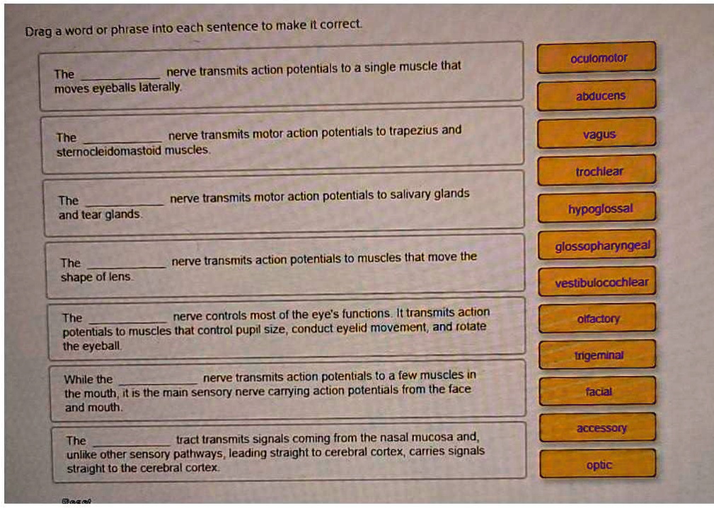 SOLVED Drag a word or phrase into each sentence to make it correct