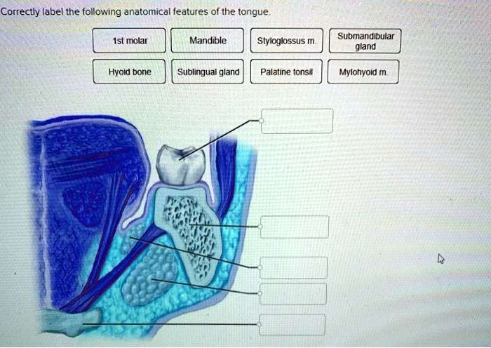 SOLVED: correcly label the following anatomical features of the tongue