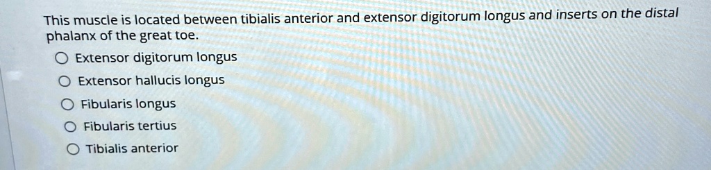 this muscle is located between tibialis anterior and extensor digitorum ...
