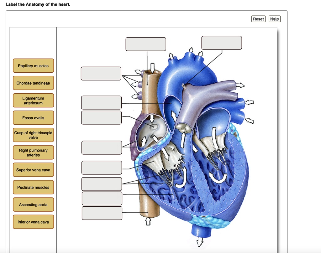 Solved: Text: Label The Anatomy Of The Heart. Reset Help Papillary 