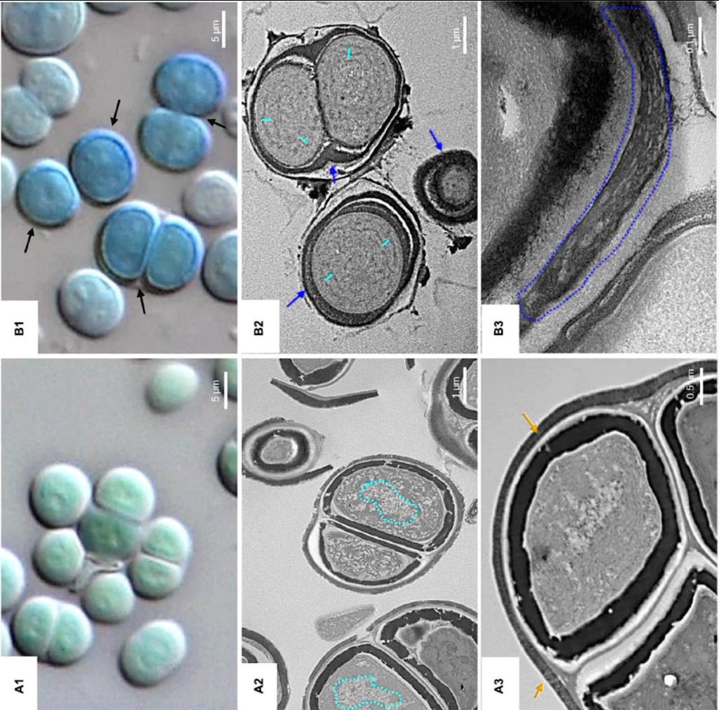 SOLVED Estimate the sizes of the cells before and after UV radiation