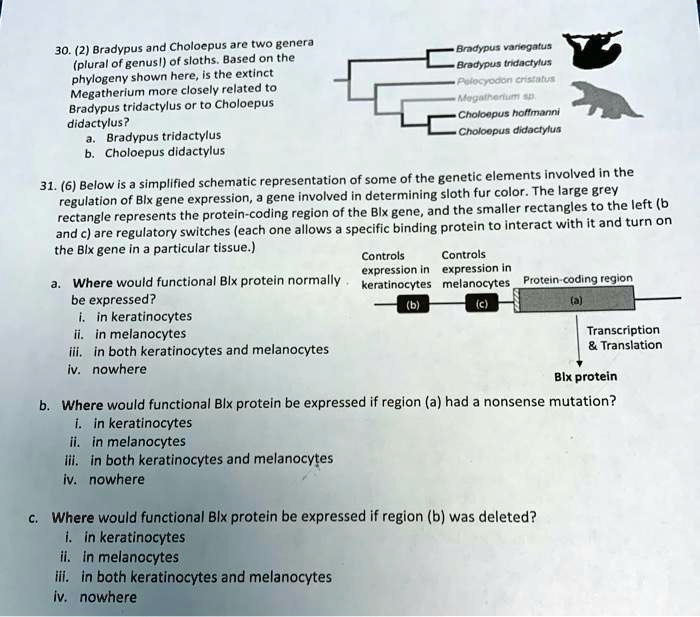 SOLVED: 30. (2) Bradypus and Choloepus are two genera Bndrpus vanagatus