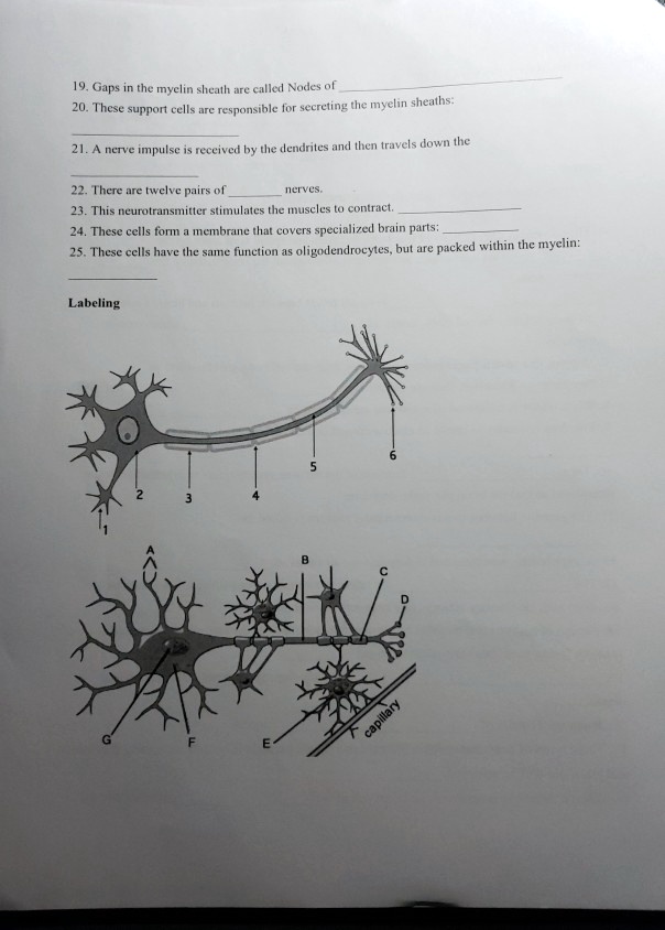 SOLVED: 19. Gaps in the myelin sheath are called Nodes of Ranvier. 22 ...