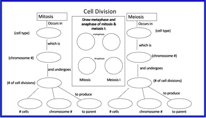 SOLVED: Cell Division Mitosis Occurs in somatic cells Meiosis Occurs in ...