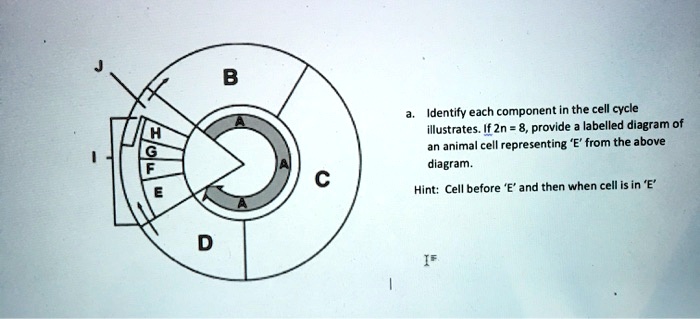 SOLVED: Identify each component in the cell cycle illustrates: If 2n ...