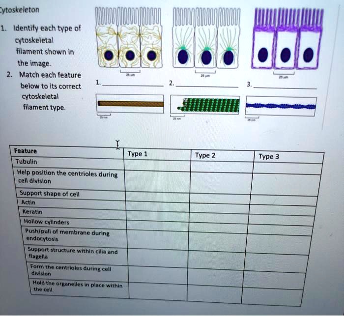 SOLVED Cytoskeleton Identify each type of cytoskeletal filament shown