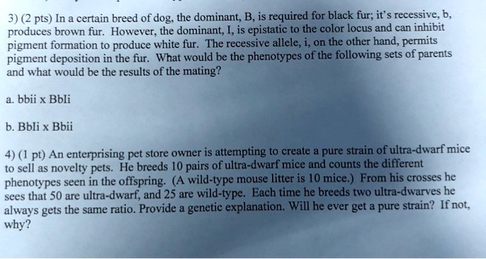 SOLVED: In a certain breed of dog, the dominant allele B is required