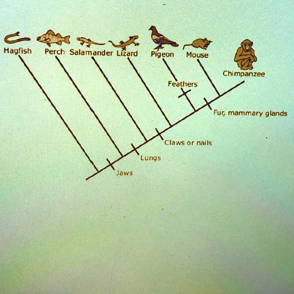 A Cladogram Is Shown Which Of The Following Correctly Describes The 