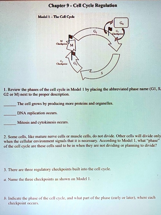 Chapter 9 Cell Cycle Regulation Module 1 Cell Cycle Review the