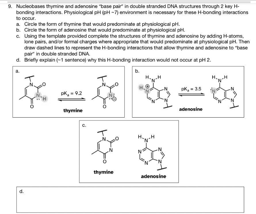 SOLVED: 9. Nucleobases Thymine And Adenosine "base Pair" In Double ...