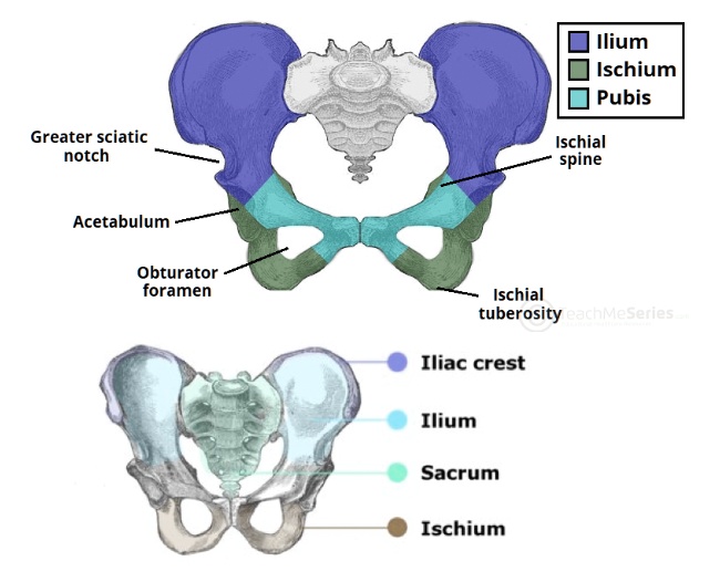 SOLVED: Ilium Ischium Pubis Greater sciatic notch Ischial spine ...