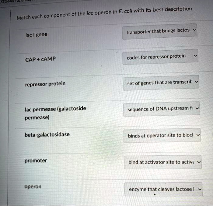 Match each component of the lac operon in E. coli with its best description.

lac I gene
CAP + cAMP
repressor protein
lac permease (galactoside permease)
beta-galactosidase
promoter
operon

transporter that brings lactose
codes for repressor protein
set of genes that are transcribed
sequence of DNA upstream from
binds at operator site to block
bind at activator site to activate
enzyme that cleaves lactose