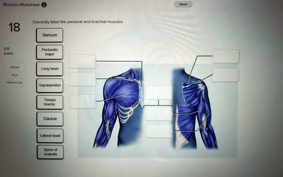 SOLVED: correctly label the pectoral and brachial muscles Muscles