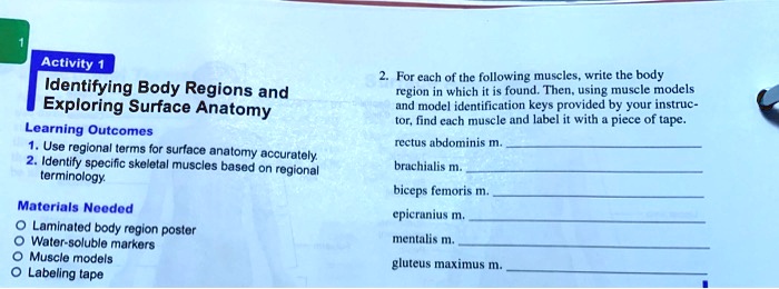 SOLVED: Activity 1: Identifying Body Regions And Exploring Surface ...