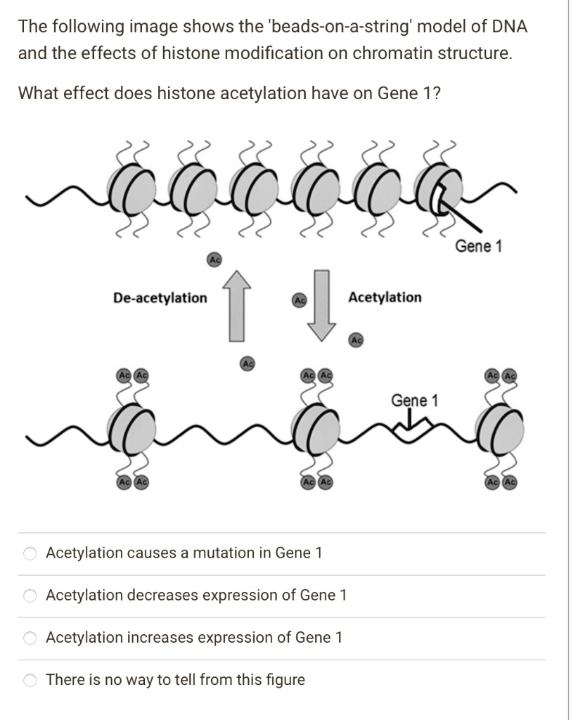 SOLVED: The Following Image Shows The 'beads-on-a-string' Model Of DNA ...