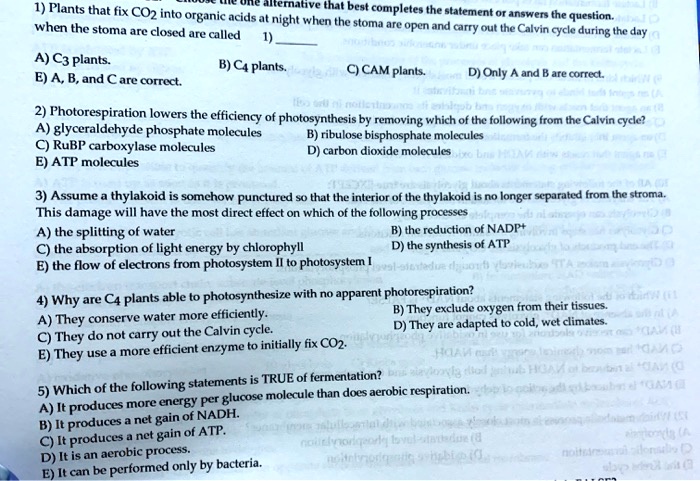 1) Plants that fix CO2 into organic acids at night when the stoma are open and carry out the Calvin cycle during the day when the stoma are closed are called 1) 
A) C3 plants. B) C4 plants. C) CAM plants. D) Only A and B are correct.
E) A, B, and C are correct.

2) Photorespiration lowers the efficiency of photosynthesis by removing which of the following from the Calvin cycle?
A) glyceraldehyde phosphate molecules B) ribulose bisphosphate molecules
C) RuBP carboxylase molecules D) carbon dioxide molecules
E) ATP molecules

3) Assume a thylakoid is somehow punctured so that the interior of the thylakoid is no longer separated from the stroma. This damage will have the most direct effect on which of the following processes
A) the splitting of water B) the reduction of NADP+
C) the absorption of light energy by chlorophyll D) the synthesis of ATP
E) the flow of electrons from photosystem II to photosystem I

4) Why are C4 plants able to photosynthesize with no apparent photorespiration?
A) They conserve water more efficiently. B) They exclude oxygen from their tissues.
C) They do not carry out the Calvin cycle. D) They are adapted to cold, wet climates.
E) They use a more efficient enzyme to initially fix CO2.

5) Which of the following statements is TRUE of fermentation?
A) It produces more energy per glucose molecule than does aerobic respiration.
B) It produces a net gain of NADH.
C) It produces a net gain of ATP.
D) It is an aerobic process.
E) It can be performed only by bacteria.