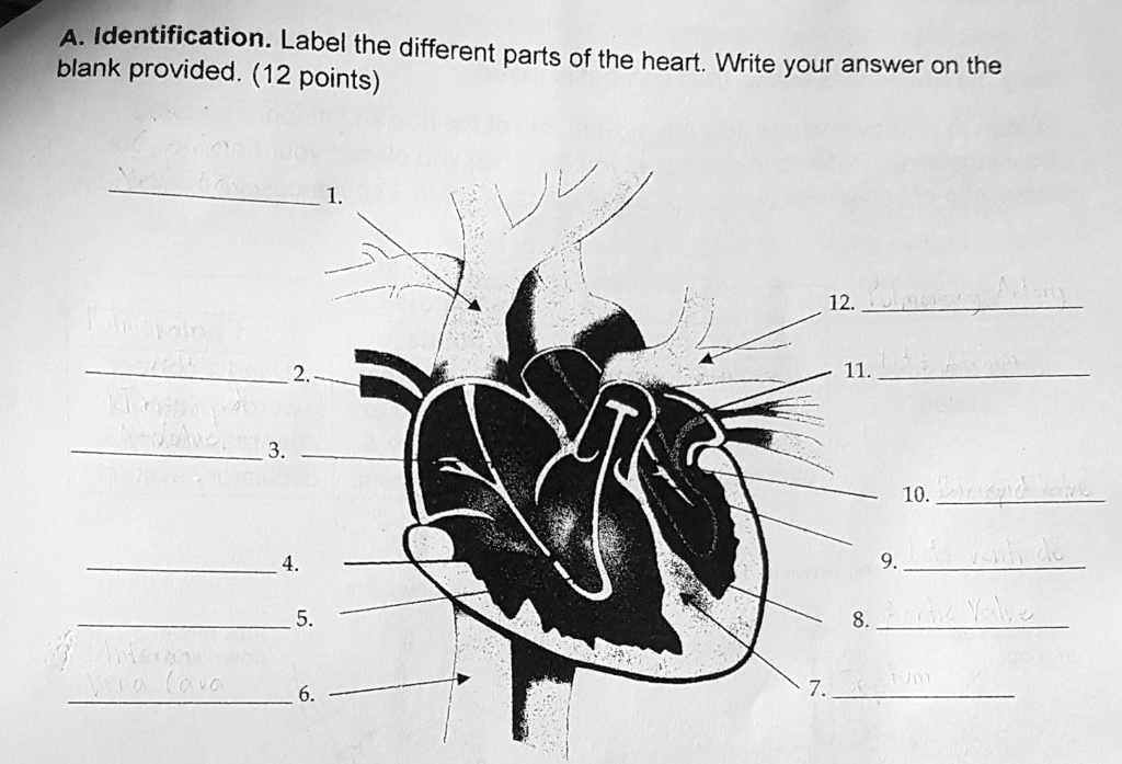 SOLVED: Label the different parts of the heart. Please help me. A ...