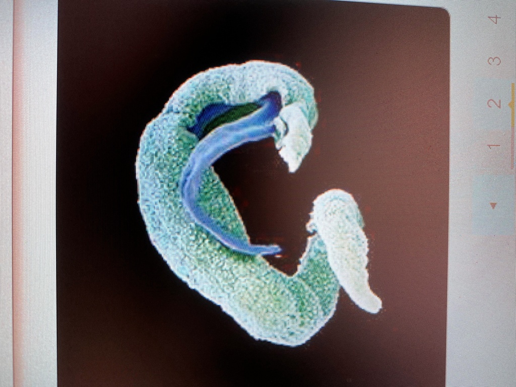 SOLVED 'this illustration shows a kind of animal that is a free living