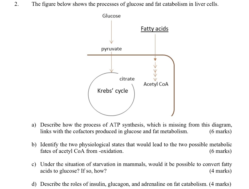 SOLVED The figure below shows the processes of glucose and fat