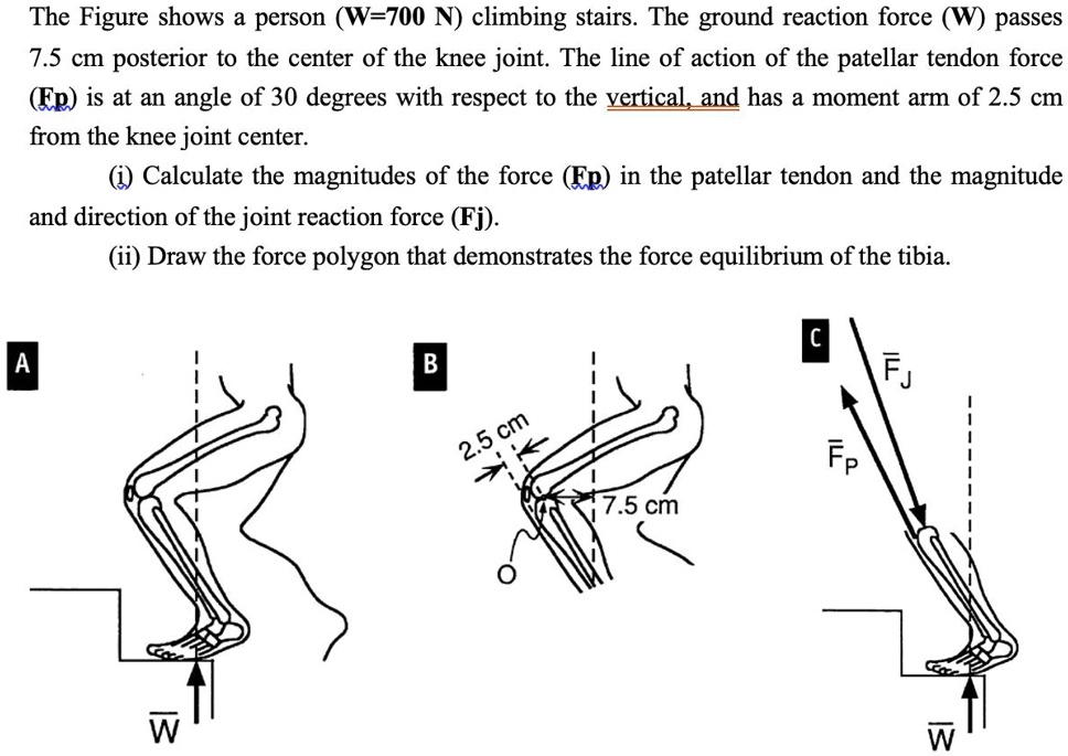 SOLVED: The Figure shows a person (W=700 N) climbing stairs. The ground ...