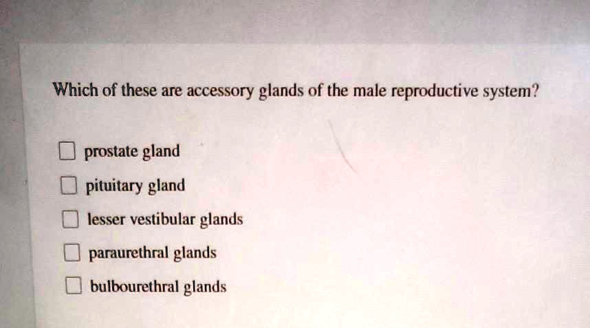 SOLVED: Which of these are accessory glands of the male reproductive ...