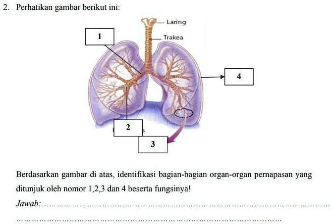 SOLVED: Ini Apa Kak Plisss Jawab Perhatikan Gambar Berikut Ini: Laring ...