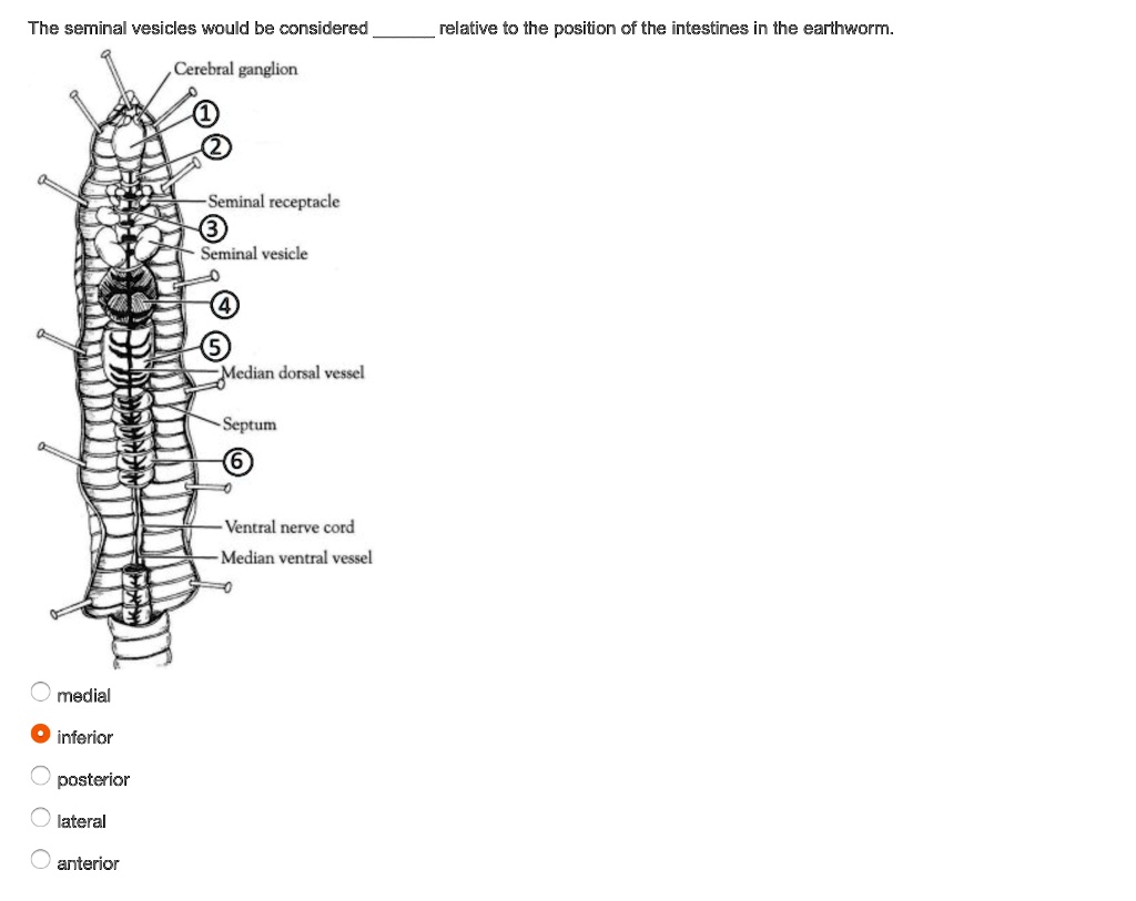 SOLVED The seminal vesicles would be considered relative to the
