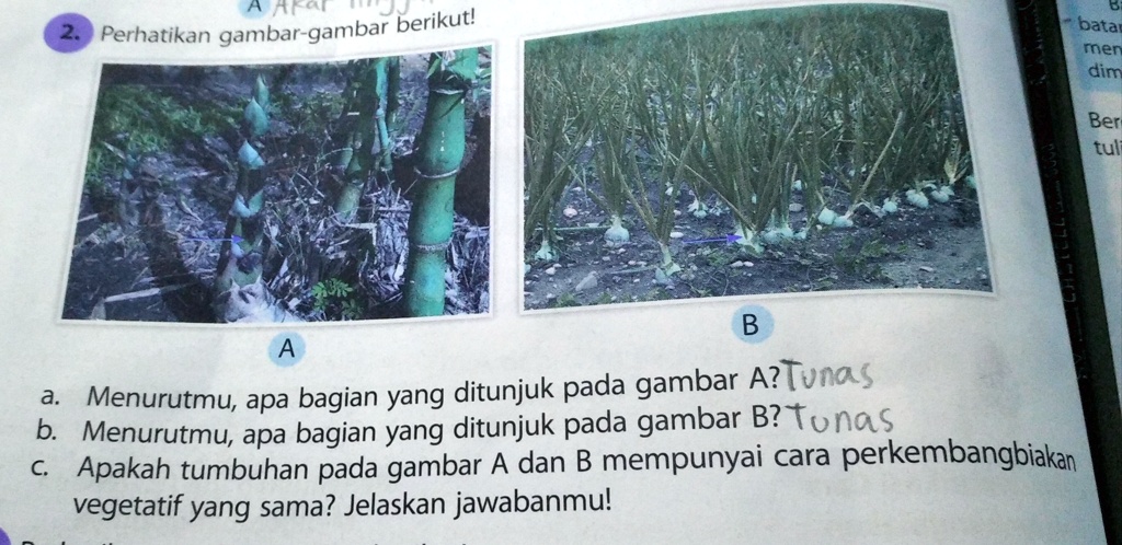 SOLVED: Tolong Jawab Ya.....,................... A Alai Gambar Berikutl ...