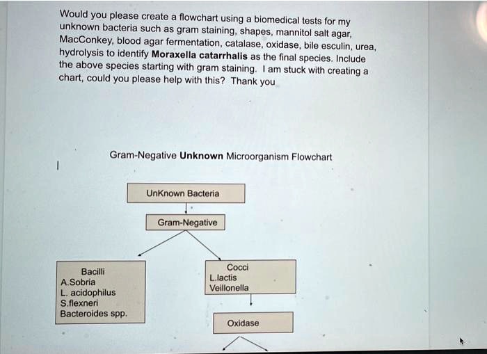 solved-would-you-please-create-a-flowchart-using-biomedical-tests-for-my-unknown-bacteria-such