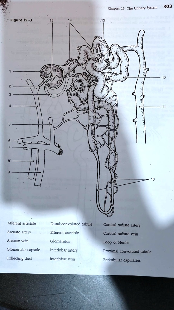 Match Each Lettered Structure In The Diagram Of The Nephron