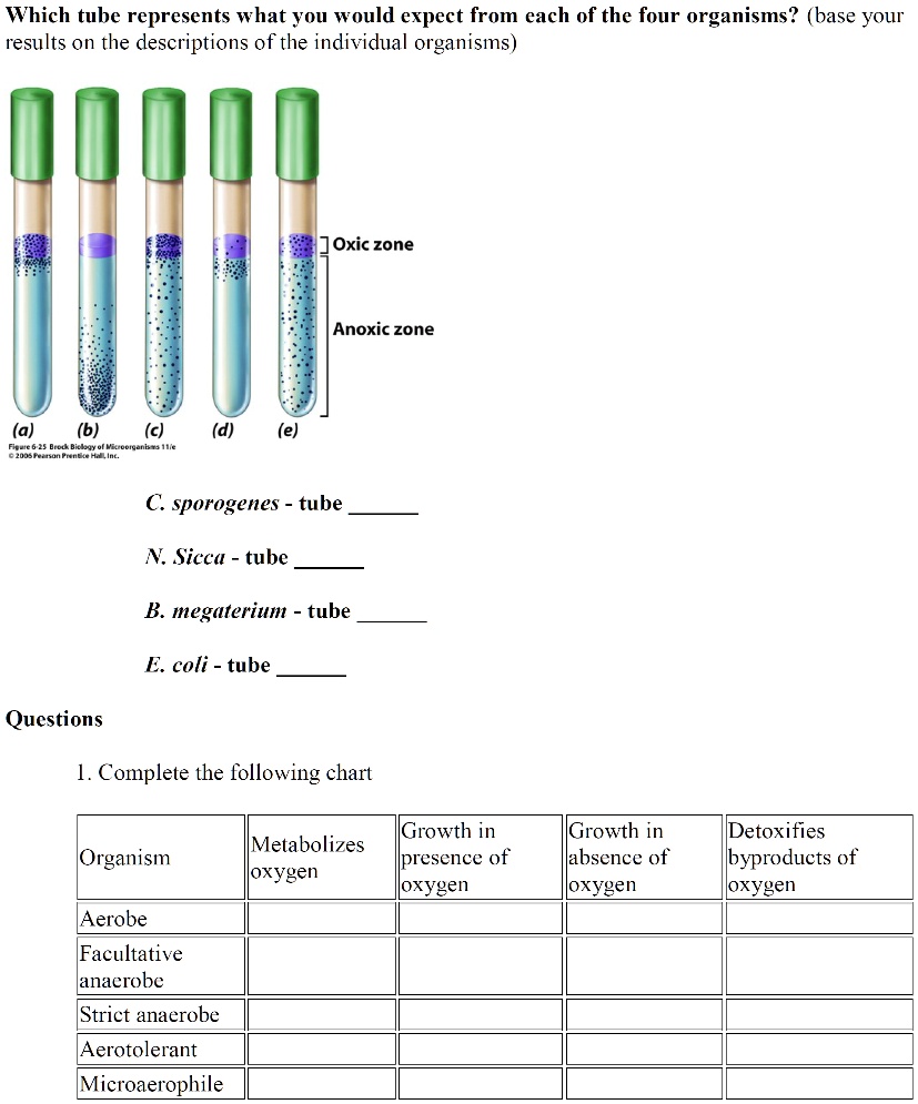 E Coli Oxygen Requirements SOLVED: Which tube represents what you would expect from each of the four  organisms? (base your results on the descriptions of the individual  organisms) Oxic zone Anoxic zone (a) (6) (c) Fiedie