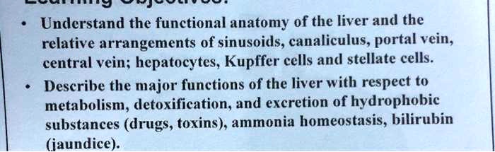 SOLVED: Understand the functional anatomy of the liver and the relative