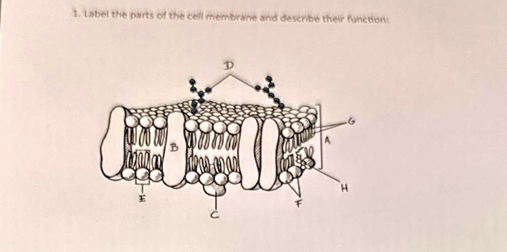 1. Label the parts of the cell membrane and describe their function: