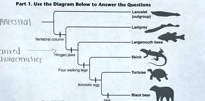 Part 1. Use the Diagram Below to Answer the Questions
Lancelet (outgroup)
Lamprey
Vertebral column
Largemouth bass
Hinged jaws
Skink
Four walking legs
Tortoise
Amniotic egg
Black bear
Hair