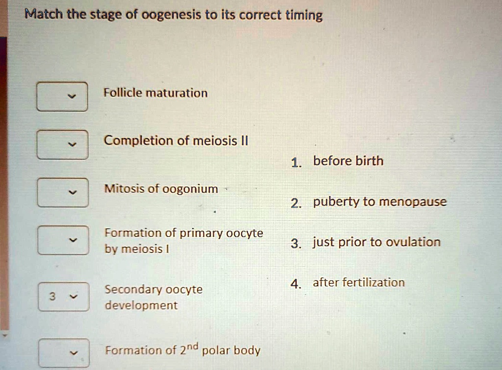 SOLVED: Match the stage of oogenesis to its correct timing: 1. Follicle ...