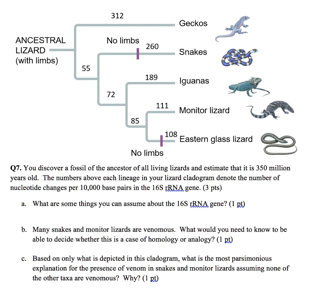 312 geckos ancestral lizard with limbs no limbs 260 snakes 55 189 ...