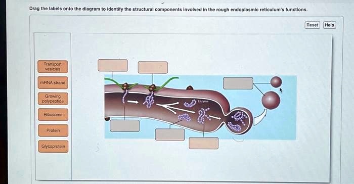 SOLVED: Texts: Drag the labels onto the diagram to identify the