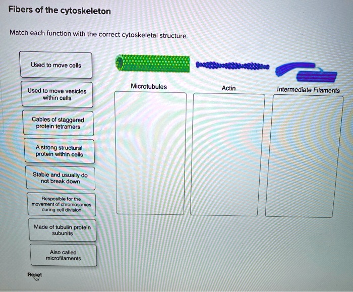 SOLVED Fibers of the cytoskeleton Match each function with the correct