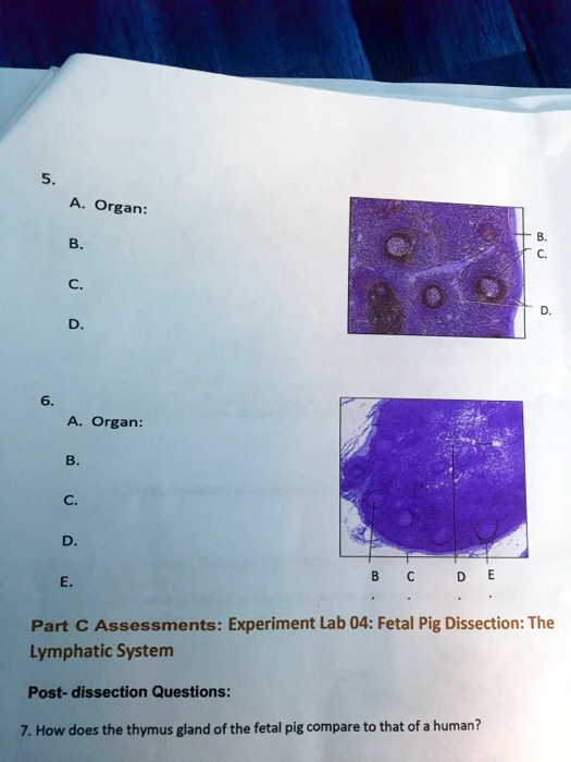 SOLVED: Organ: Part € Assessments: Experiment Lab 04: Fetal Pig ...