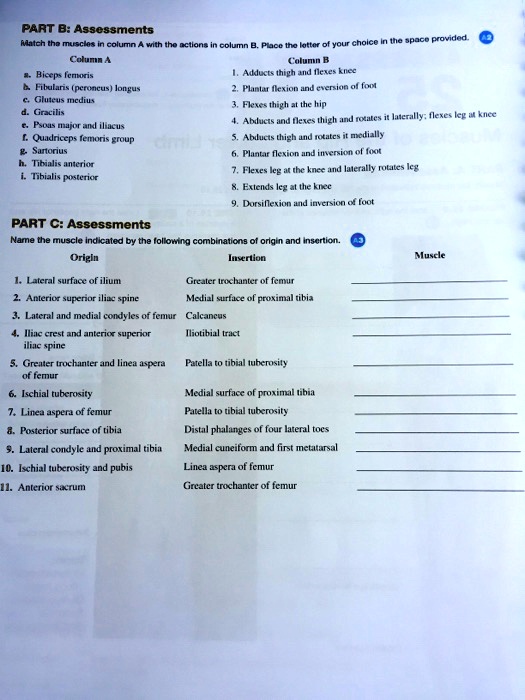 SOLVED: Match The Muscles In The Column. Name The Muscle By Origin And ...