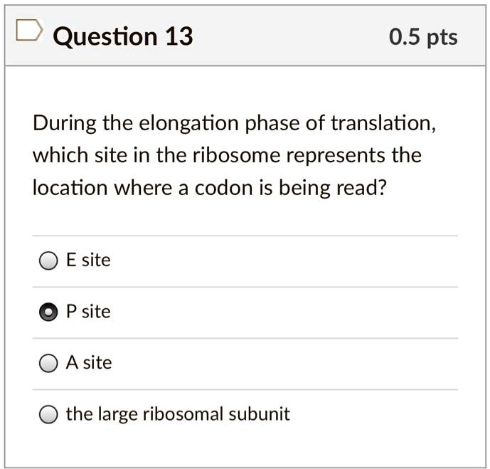 During the elongation phase of translation, which site in the ribosome represents the location where a codon is being read?

E site
P site
A site
the large ribosomal subunit