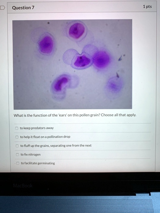 SOLVED What is the function of the "ears" on this pollen grain? Choose