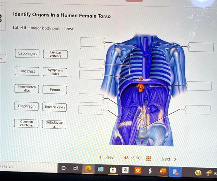 SOLVED: Label the major body parts shown: Esophagus Lumbar vertebrae ...