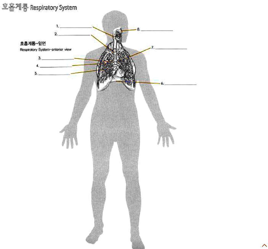 SOLVED Respiratory System The respiratory system is responsible for