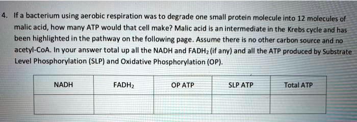 4. If a bacterium using aerobic respiration was to degrade one small protein molecule into 12 molecules of malic acid, how many ATP would that cell make? Malic acid is an intermediate in the Krebs cycle and has been highlighted in the pathway on the following page. Assume there is no other carbon source and no acetyl-CoA. In your answer total up all the NADH and FADH2 (if any) and all the ATP produced by Substrate Level Phosphorylation (SLP) and Oxidative Phosphorylation (OP).

NADH | FADH2 | OP ATP | SLP ATP | Total ATP